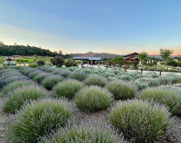 The Barn at Locke: Home to Locke Wines + Farmhouse Shop in Murphys, CA. Family owned and operated small lot wines in Calaveras County/Sierra Foothills Wine Country